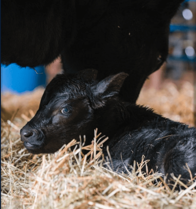 black calf laying down in hay